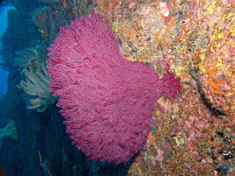 Hard Coral